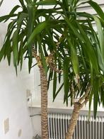 Plant met pot, Tuin en Terras, Planten | Bomen, Ophalen, Bloeit niet, Halfschaduw, Overige soorten