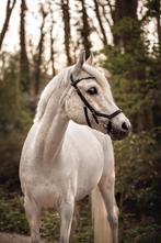 Te koop: super lieven 18 jarige ruin, Dieren en Toebehoren, Paarden, Minder dan 160 cm, Gechipt, Ruin, Dressuurpaard