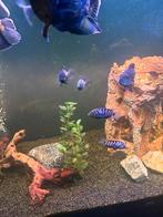 Amatitlania nigrofasciata – Zebra Cichlide, Dieren en Toebehoren, Vissen | Aquariumvissen, Vis