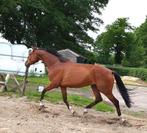 Mooi braaf dressuur paard, Dieren en Toebehoren, Ruin, Dressuurpaard, 3 tot 6 jaar, 160 tot 165 cm