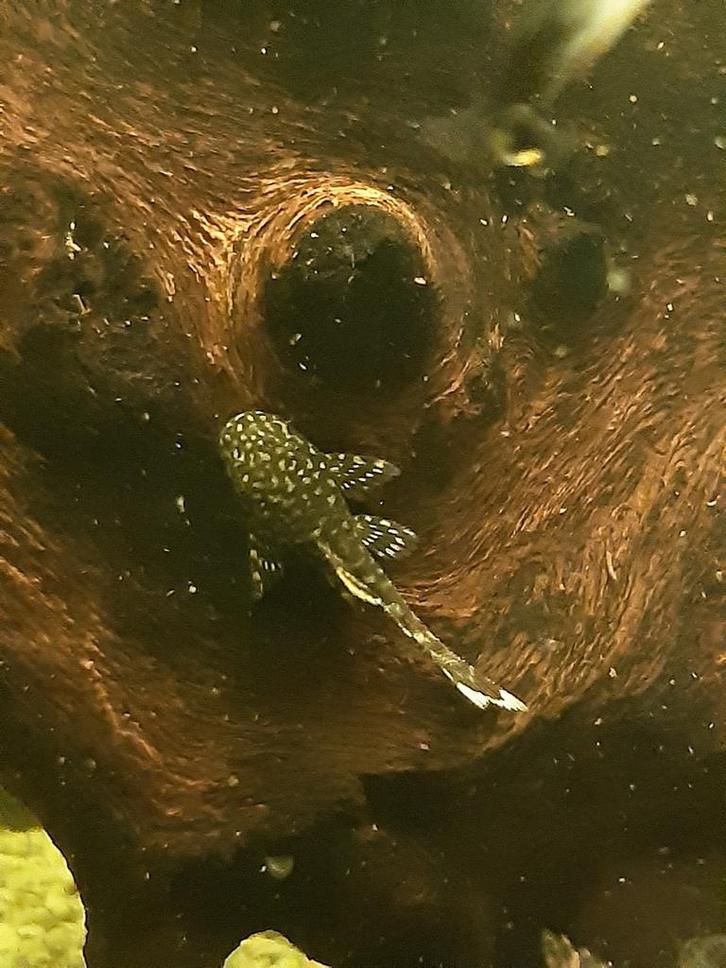 Jonge eigen kweek ancistrus / borstelneus / algeneters, Dieren en Toebehoren, Vissen | Aquariumvissen, Vis