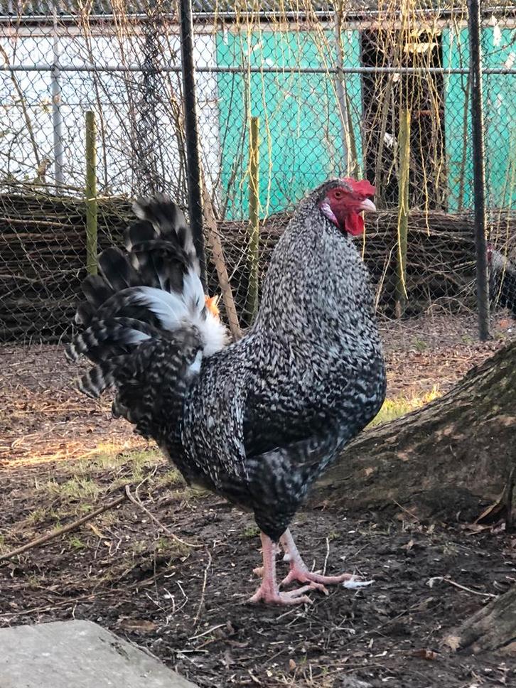 Haan - kruising Cream Legbar x ?, Dieren en Toebehoren, Pluimvee, Kip, Mannelijk