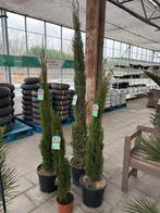 Cupressus  semperveriuns, Overige soorten, 100 tot 250 cm, Zomer, Ophalen