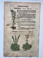 Kreuterbuch kruidenboek 2 bladen met houtsneden 1550, Verzenden