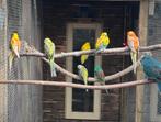 Roodrug parkieten, Dieren en Toebehoren, Vogels | Parkieten en Papegaaien, Meerdere dieren, Parkiet
