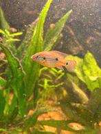 Jonge Red acara, Dieren en Toebehoren, Vis, Zoetwatervis