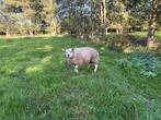 Stamboek texelaar dekram, Dieren en Toebehoren, Schapen, Geiten en Varkens, Mannelijk, Schaap