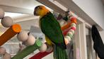 Caique baby Papegaaien 2025, Dieren en Toebehoren, Vogels | Parkieten en Papegaaien, Meerdere dieren, Papegaai, Pratend