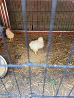 Brahma groot kuikens, Dieren en Toebehoren, Geslacht onbekend, Kip