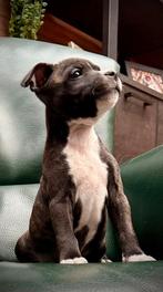 engelse stafford pups, Overige rassen, 8 tot 15 weken, CDV (hondenziekte), Meerdere