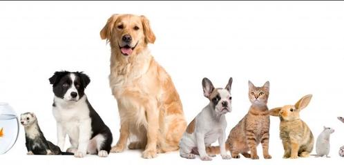 Op Vakantie? Wij Zorgen Liefdevol Voor Jouw Dier!, Dieren en Toebehoren, Dierenvoeding, Ophalen of Verzenden