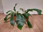 Platycerium Bifercatum - Hertshoornvaren H: 19 - 25 cm., Ophalen, Overige soorten, Halfschaduw, Minder dan 100 cm