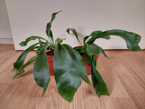 Platycerium Bifercatum - Hertshoornvaren H: 19 - 25 cm., Huis en Inrichting, Kamerplanten, Overige soorten, Minder dan 100 cm