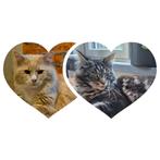 Main Coon kittens verwacht, Dieren en Toebehoren, Meerdere dieren, Gechipt, 0 tot 2 jaar