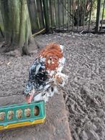 Jonge brahma haan, Dieren en Toebehoren, Mannelijk, Kip