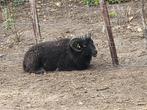 2 Skudde ooien en 1 Ouessant dekram te koop, Dieren en Toebehoren, Schapen, Geiten en Varkens, Meerdere dieren, Schaap, 0 tot 2 jaar