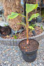 Musa velutina - roze dwergbanaan, Ophalen, Volle zon, Overige soorten, Minder dan 100 cm