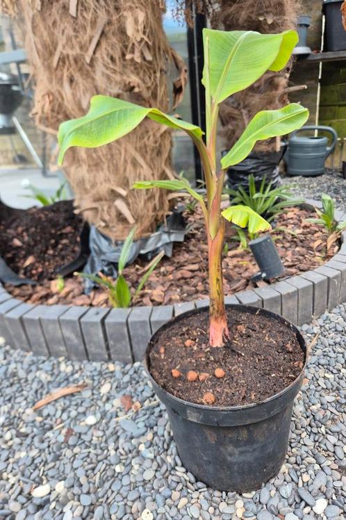 Musa velutina - roze dwergbanaan, Tuin en Terras, Planten | Bomen, Overige soorten, Minder dan 100 cm, Volle zon, Ophalen