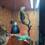 1.1 Iguana iguana, Dieren en Toebehoren, Ophalen of Verzenden