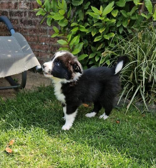 Border collie pups 8 weken oud, Dieren en Toebehoren, Honden | Herdershonden en Veedrijvers, Meerdere dieren, Collie, Particulier