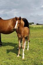 Chique NRPS veulen, Dieren en Toebehoren, Pony's, Dressuurpony, 0 tot 2 jaar, Hengst, Onbeleerd