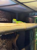Phelsuma Grandis Madagascar daggekko, Overige soorten, 0 tot 2 jaar