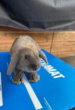 Hangoor dwergkonijn voedster, Dieren en Toebehoren, Konijnen, Vrouwelijk, Dwerg, Hangoor, 0 tot 2 jaar