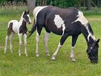 Zwartbont homozygoot hengstveulen (nieuwe adv), Dieren en Toebehoren, Dressuurpaard, 0 tot 2 jaar, Hengst, 165 tot 170 cm