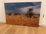 Zebra Foto op Plexiglas - Hoge Kwaliteit, Huis en Inrichting, Ophalen, Zo goed als nieuw, Print, Minder dan 50 cm