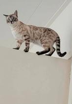 Bengaal Dekkater  stamboom tekoop of  buitendekking, Dieren en Toebehoren, Katten en Kittens | Raskatten | Korthaar, Kater, Met stamboom