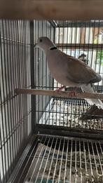 Gratis lachduiven/tortelduiven!, Dieren en Toebehoren, Vogels | Duiven, Mannelijk