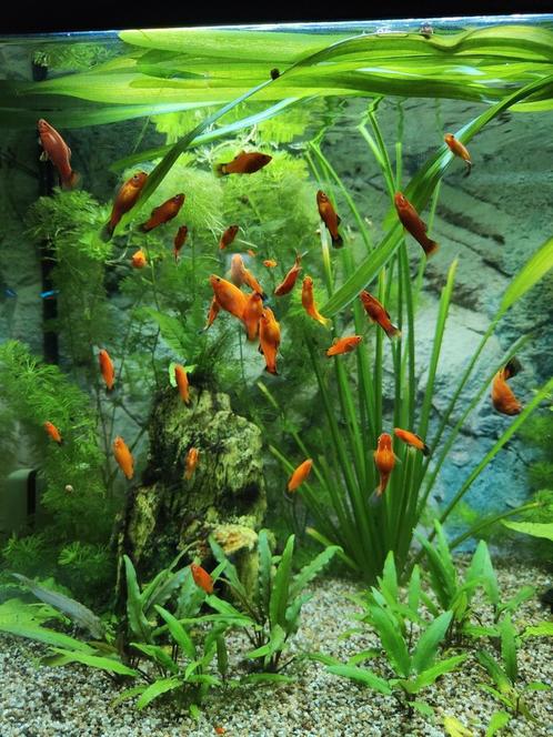 Jonge platy's aqariumvissen, Dieren en Toebehoren, Vissen | Aquariumvissen, Zoetwatervis