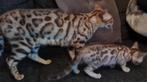 Bengaal Kittens, met stamboom. 2x Seal Mink poes, Dieren en Toebehoren, Katten en Kittens | Raskatten | Korthaar, Gechipt, Poes