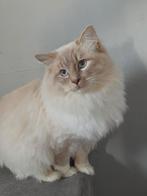 Ragdoll dekkater lilac lynx mitted. Niet te koop, Kater