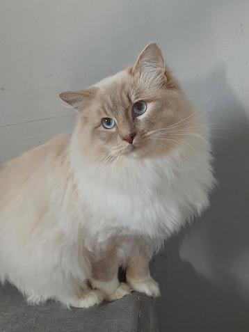 Ragdoll dekkater lilac lynx mitted. Niet te koop beschikbaar voor biedingen