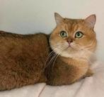 Britse korthaar dekkater TE KOOP golden shaded STAMBOOM, Dieren en Toebehoren, Katten en Kittens | Dekkaters