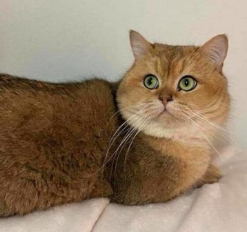 Britse korthaar dekkater TE KOOP golden shaded STAMBOOM beschikbaar voor biedingen