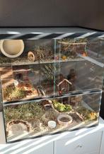 Dwerghamster kooi van glas met schuifruiten 60X40X60, Minder dan 60 cm, Ophalen of Verzenden, Minder dan 75 cm, Nieuw