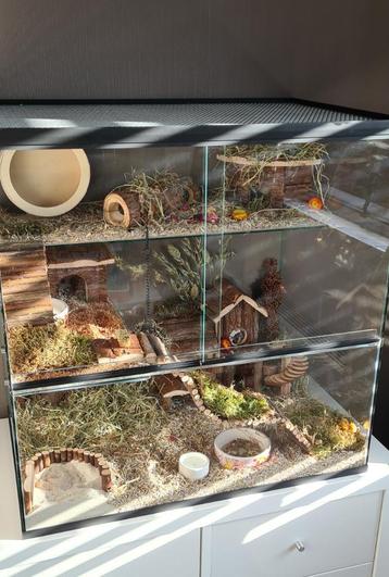 Dwerghamster kooi van glas met schuifruiten 60X40X60  beschikbaar voor biedingen