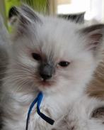 Prachtig en super lief blue point stamboom ragdoll katertje, Dieren en Toebehoren, Katten en Kittens | Raskatten | Langhaar, Kater
