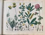 Antieke Botanische Prent 1874 - F. Oudemans, Antiek en Kunst, Antiek | Schoolplaten, Ophalen of Verzenden, Natuur en Biologie