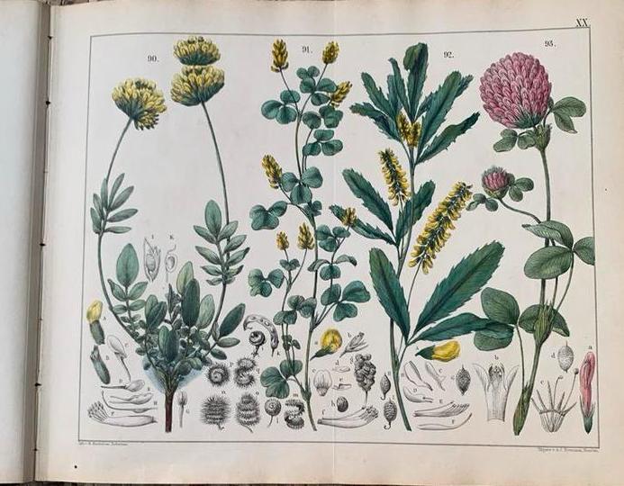 Antieke Botanische Prent 1874 - F. Oudemans, Antiek en Kunst, Antiek | Schoolplaten, Natuur en Biologie, Ophalen of Verzenden