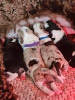 Labradoodle x Australische Herder Pups, België, Particulier, Rabiës (hondsdolheid), 8 tot 15 weken