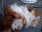 Lunkarya cavia baby zeugje, Dieren en Toebehoren, Cavia, Meerdere dieren, Tam, September