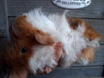 Lunkarya cavia baby zeugje beschikbaar voor biedingen