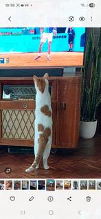 Lieve broertjes, Meerdere dieren, Kortharig, 3 tot 5 jaar