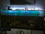 Aquarium 160x50x70, Ophalen, Leeg aquarium