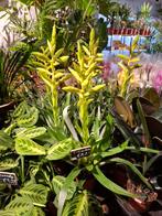 Tillandsia Oerstediana, Overige soorten, In pot, Minder dan 100 cm, Bloeiende kamerplant