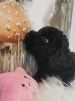 Schattige Poedel mix pup, Poedel, 8 tot 15 weken, Teef, CDV (hondenziekte)