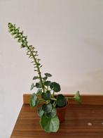 Umbillicus rupestris - muurnavel, Ophalen, Overige soorten, In pot, Minder dan 100 cm